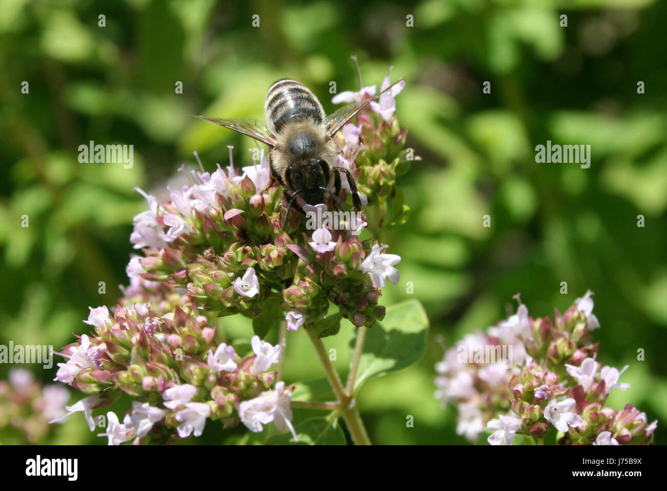 blossoms pollen nectar industrious bleed collect collecting honey insect bee Stock Photo