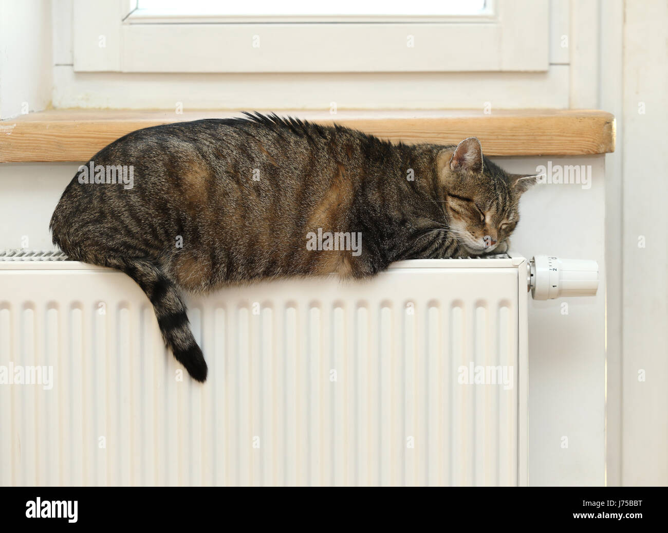 Cat sleeping on the radiator Stock Photo Alamy