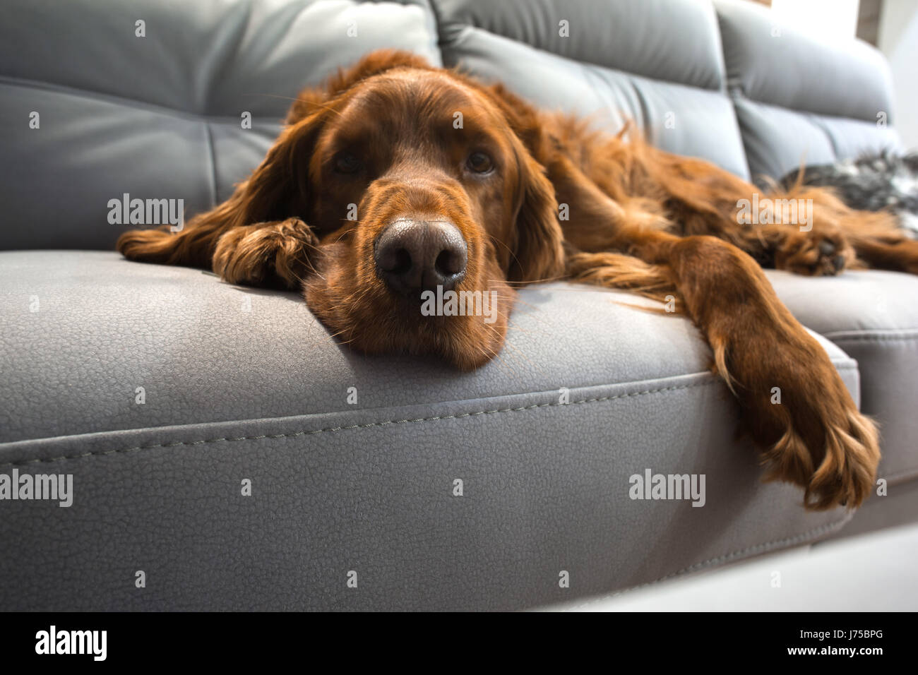 Dog sleeps on the sofa Stock Photo Alamy