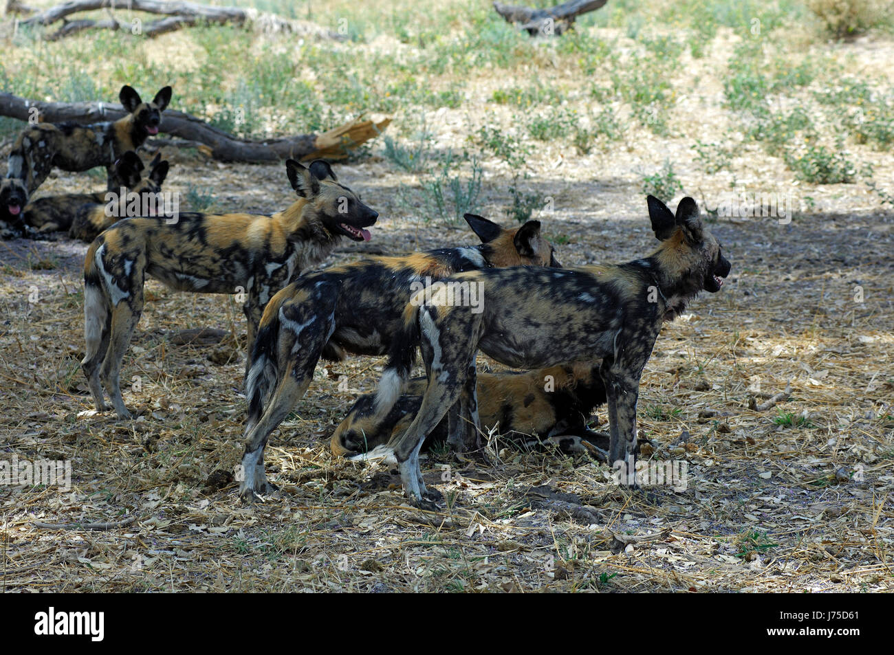 national park pack botswana animal mammal fauna national park africa kenya Stock Photo