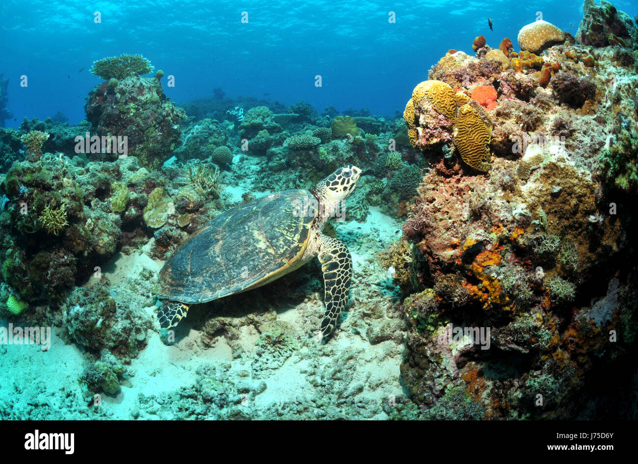 turtle corals tortoise far east asia underwater pacific salt water sea ocean Stock Photo