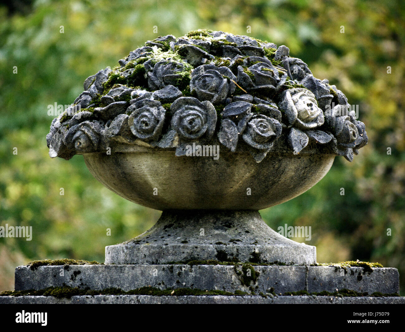 flower rose plant vessel moss container bowl object religious flower rose plant Stock Photo