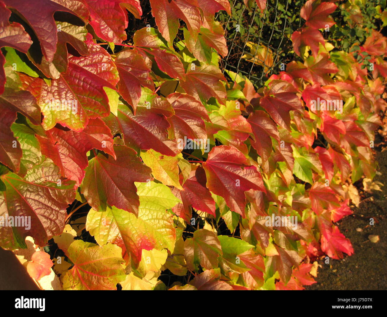 autumn leaves hwp Stock Photo