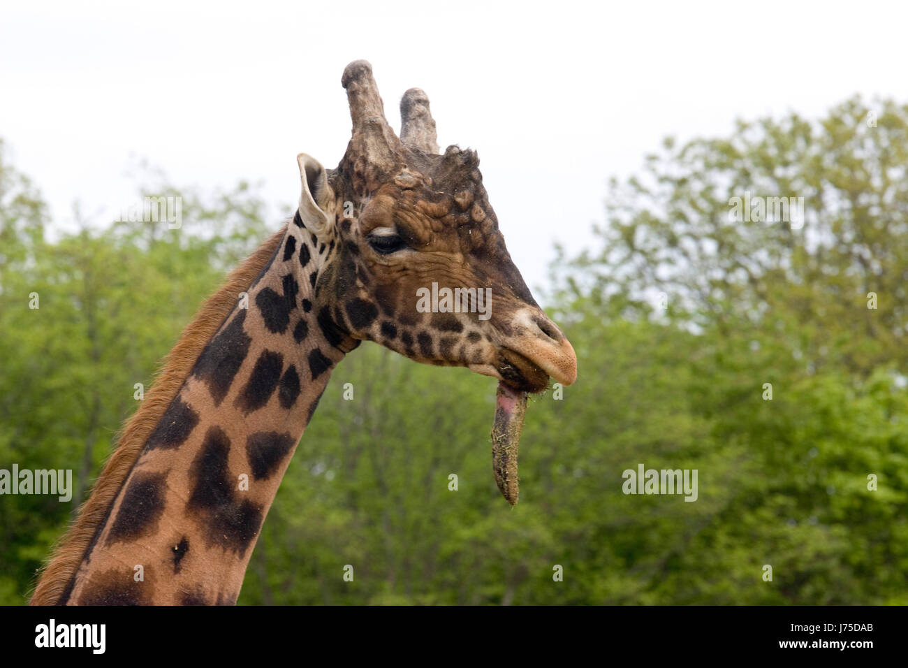 africa long giraffe herbivore high tall beautiful beauteously nice animal Stock Photo Alamy