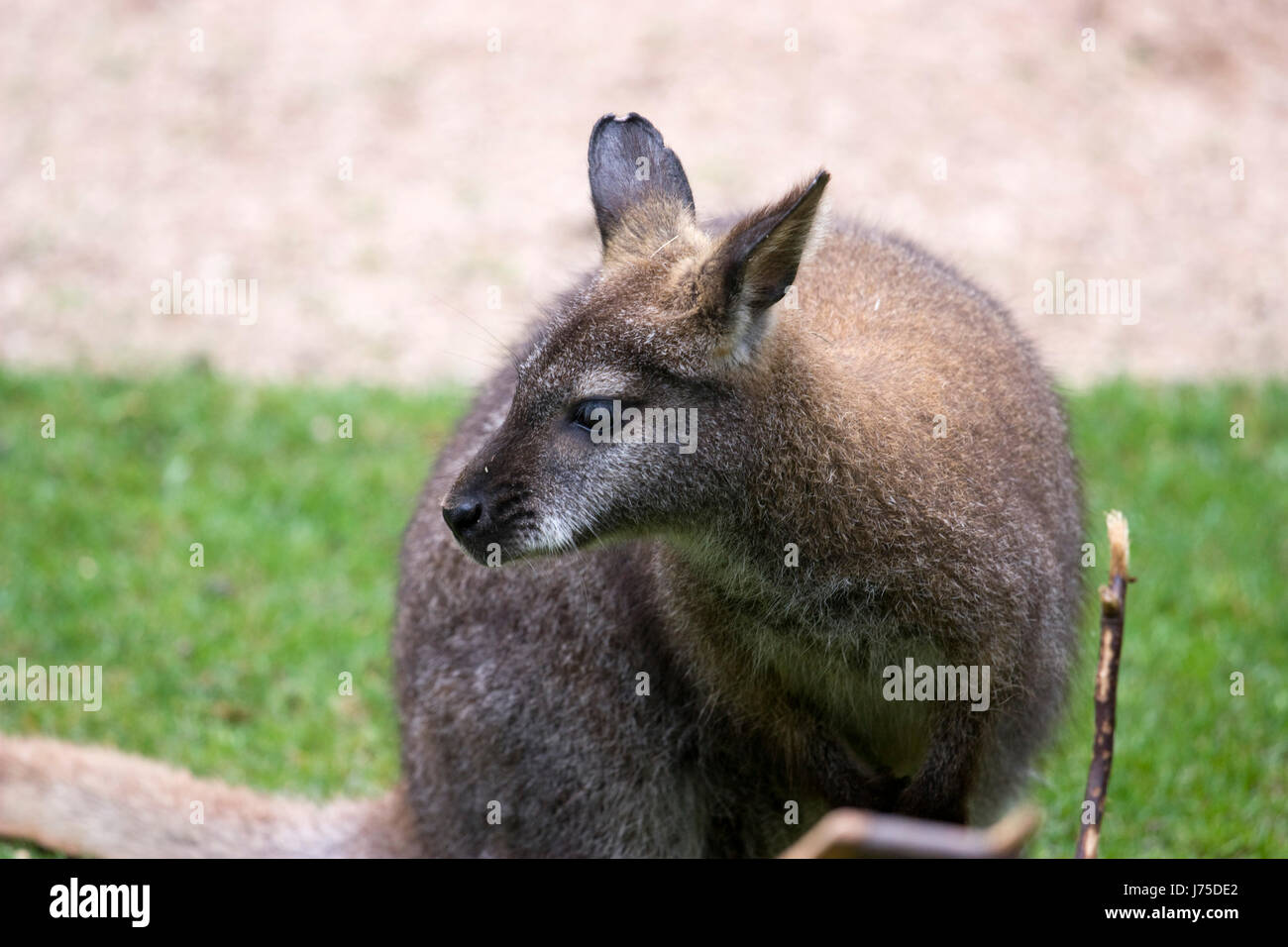 animal kangaroo animal mammal wild eye organ spring bouncing bounces ...