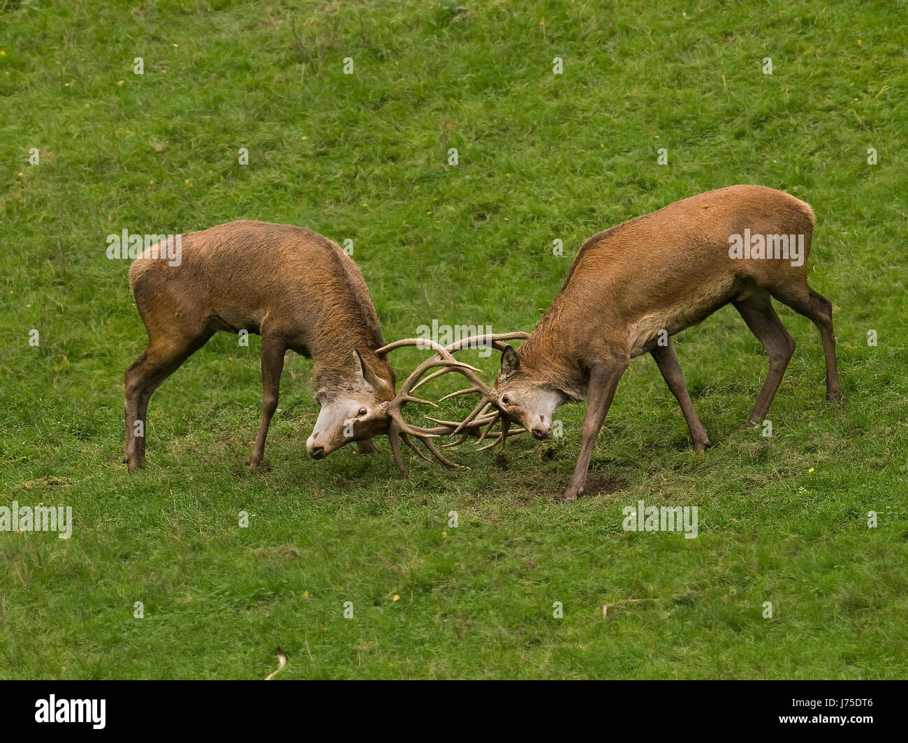 deer,stags,forest,hart,stag,hunter,hunting,chase,weiwild,dammwild,wldchen Stock Photo