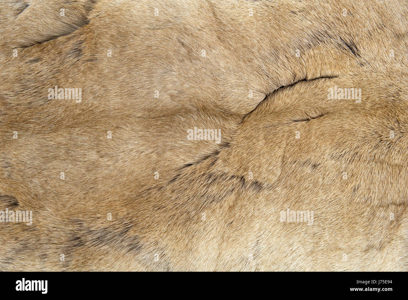 soft fur hairs skin hairy backdrop background texture detail animal brown Stock Photo