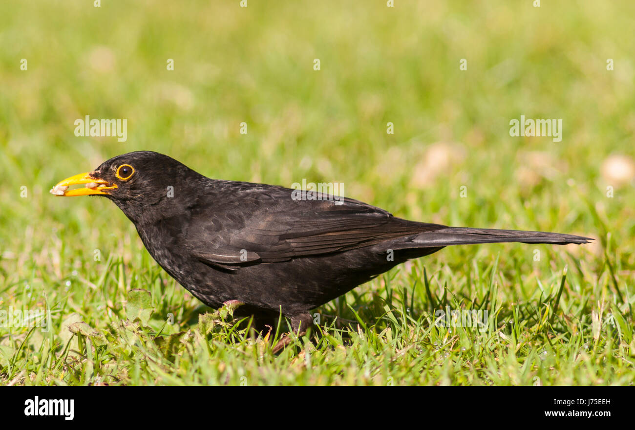 A  Male Blackbird  (Turdus merula) in the Uk Stock Photo