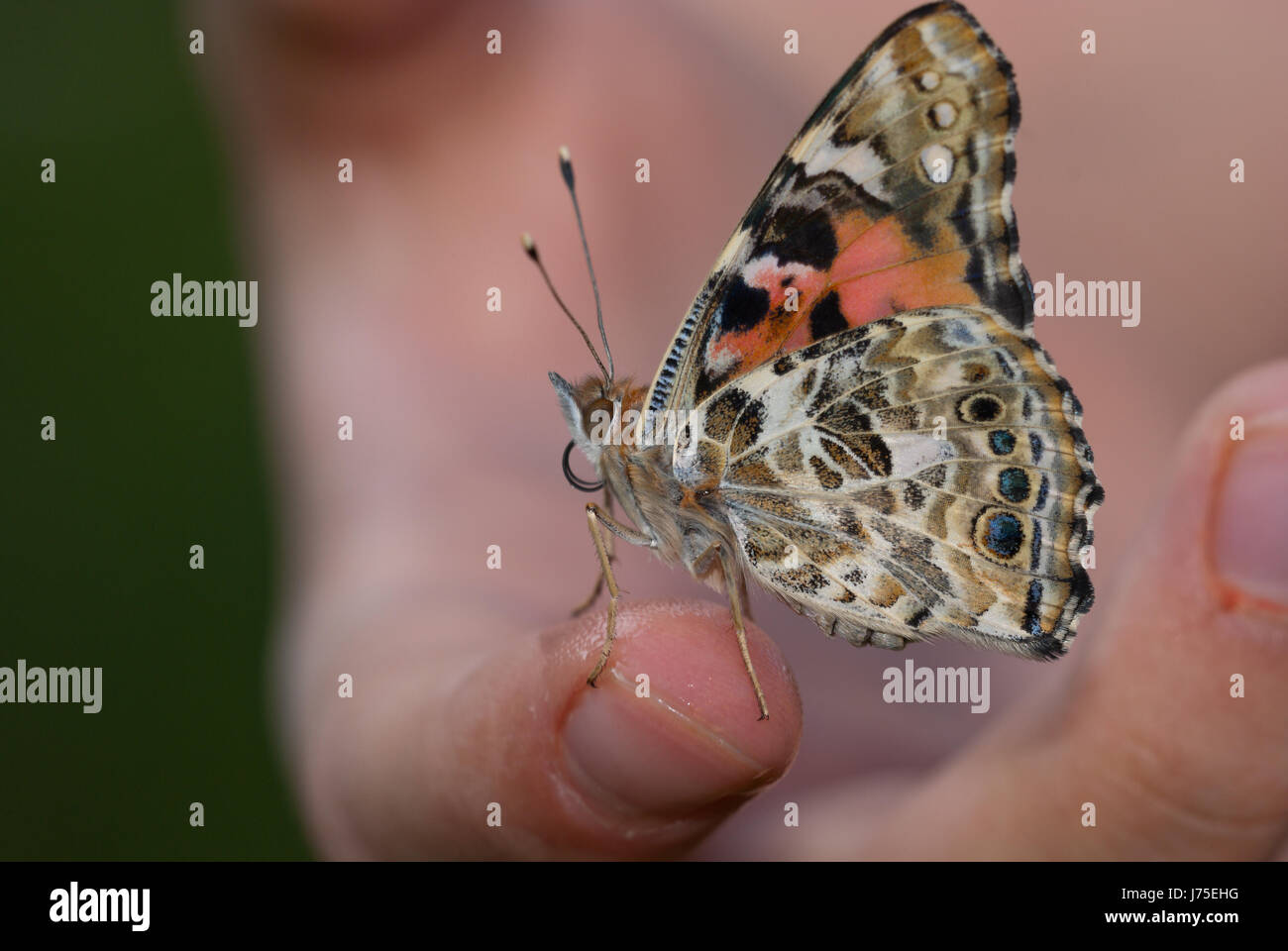 Painted lady (Vanessa cardui) aka cosmopolitan, sitting trustingly on a child's hand. Stock Photo