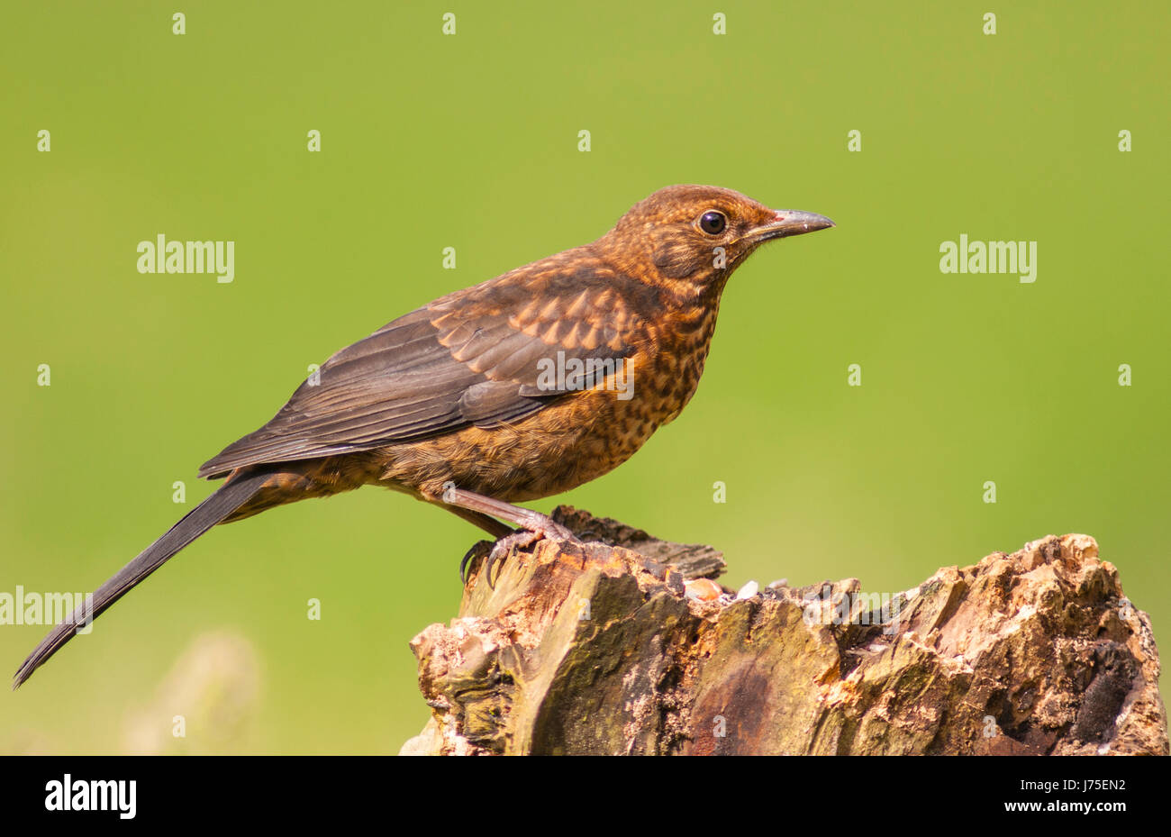 A female Blackbird in a Uk garden Stock Photo