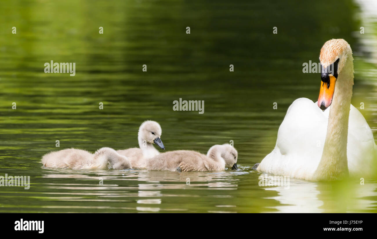 Cygnets. White Mute Swan (Cygnus olor),family an adult and several cygnets swimming in water in late Spring in the UK. White Mute cygnets. Stock Photo
