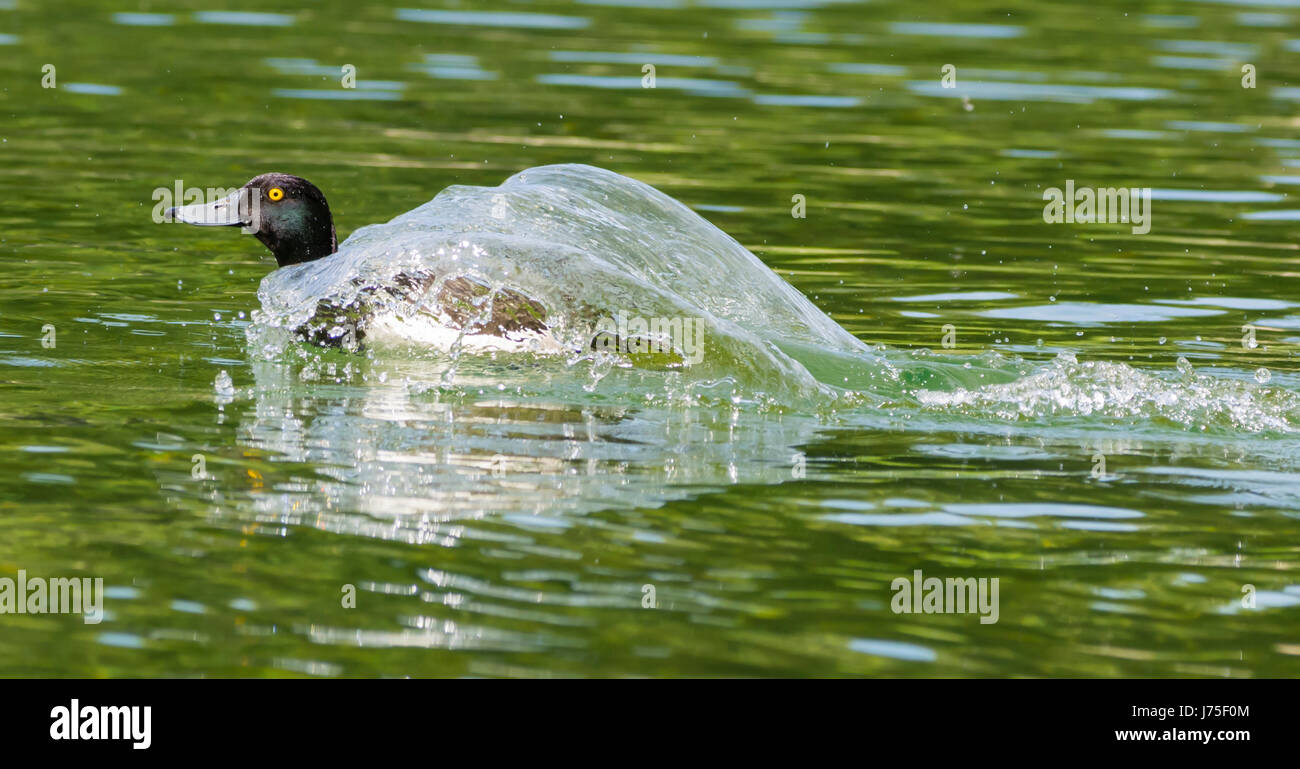 Tufted Duck (Aythya fuligula). Side view of a Tufted Duck swimming fast through water covered with the wash in a lake in Spring in West Sussex, UK. Stock Photo