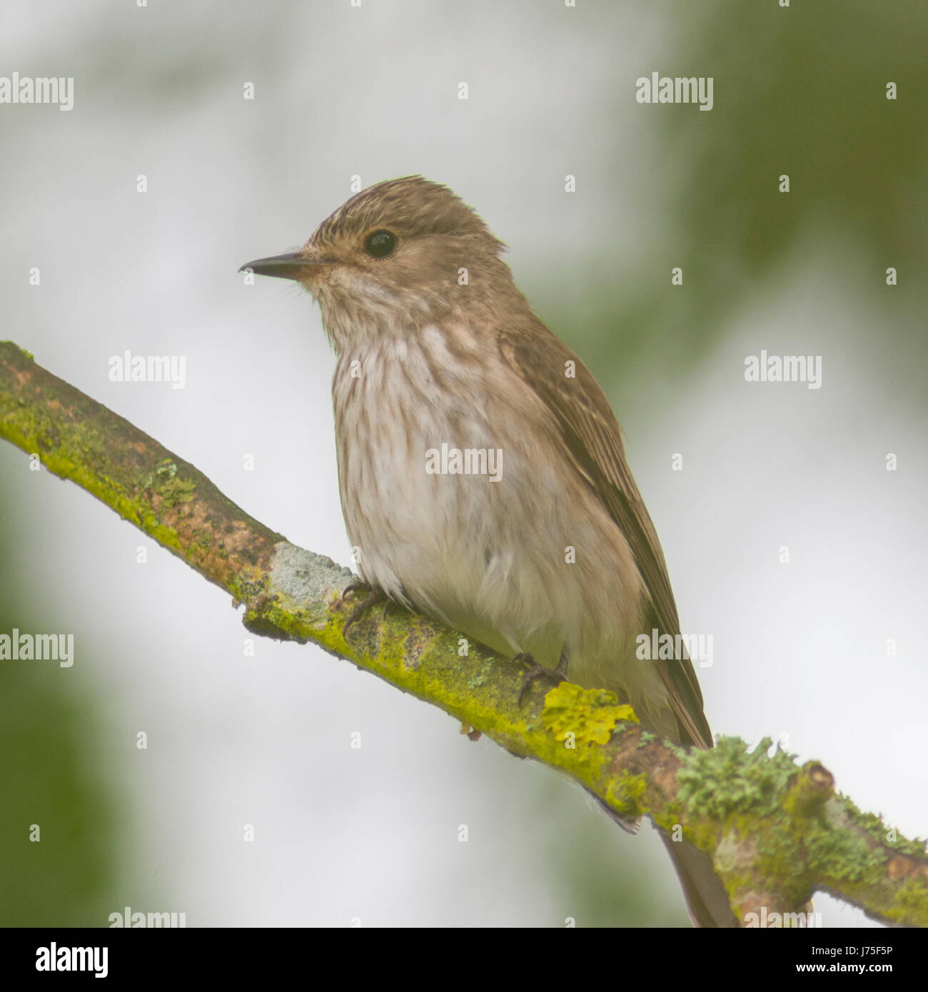 A Spotted Flycatcher  (Muscicapa striata) in the uk Stock Photo