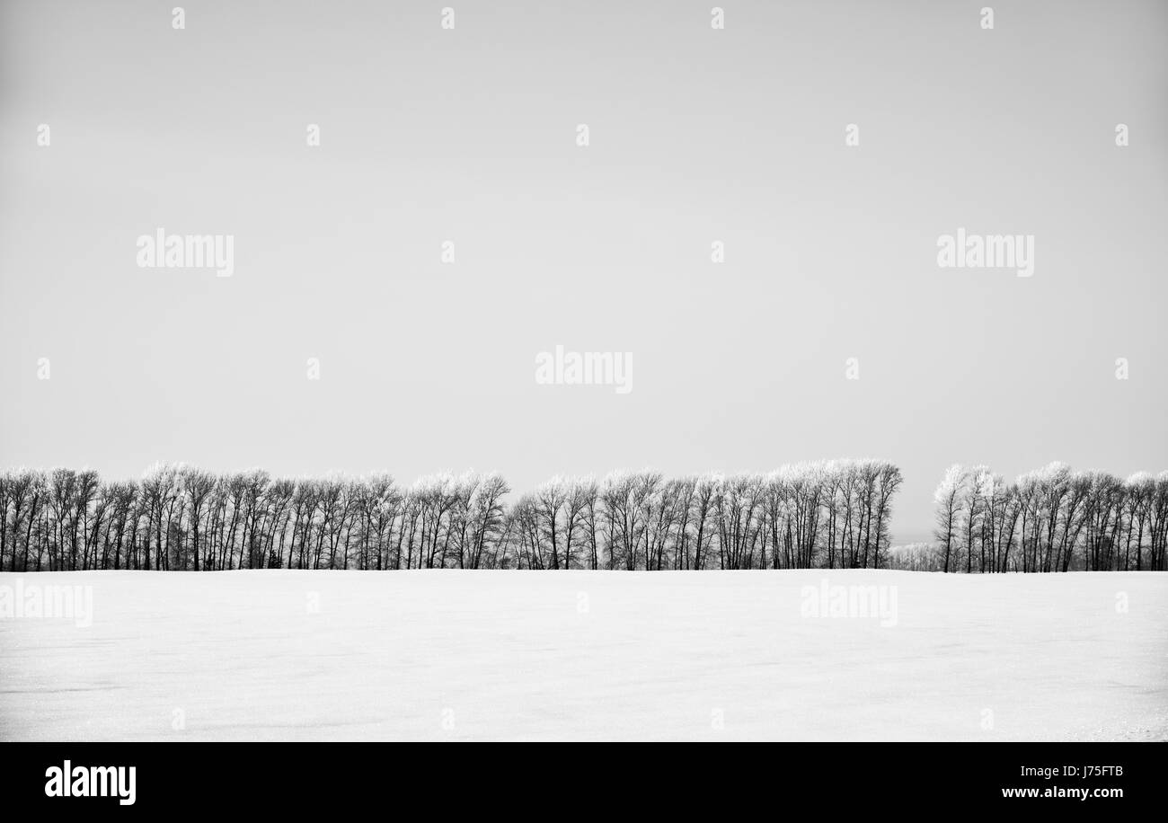 Monochrome winter landscape with forest belt under hoarfrost in snow field in winter season. Altai, Siberia, Russia Stock Photo
