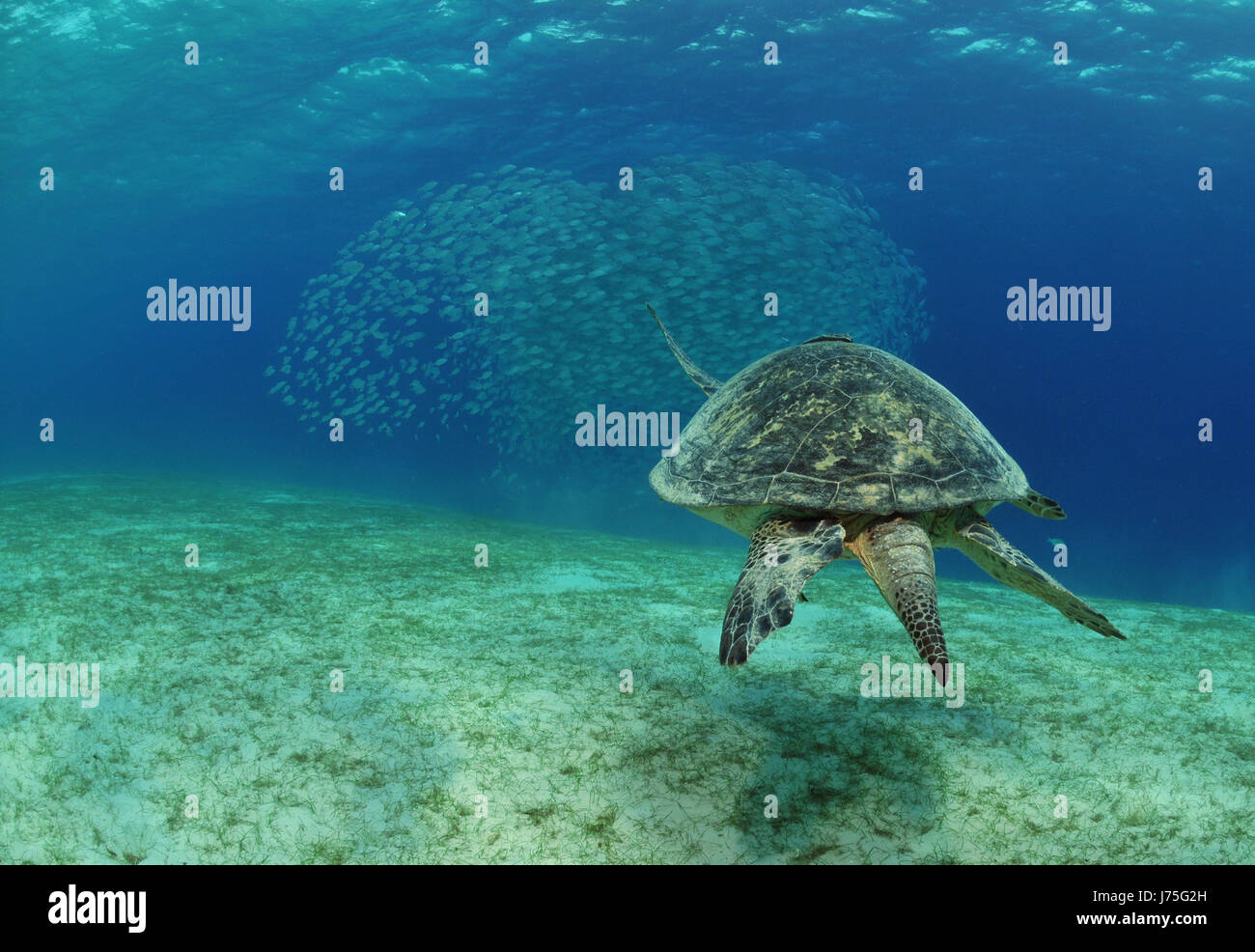 dive fishes turtle tortoise asia fish underwater dive fishes turtle seaweed Stock Photo