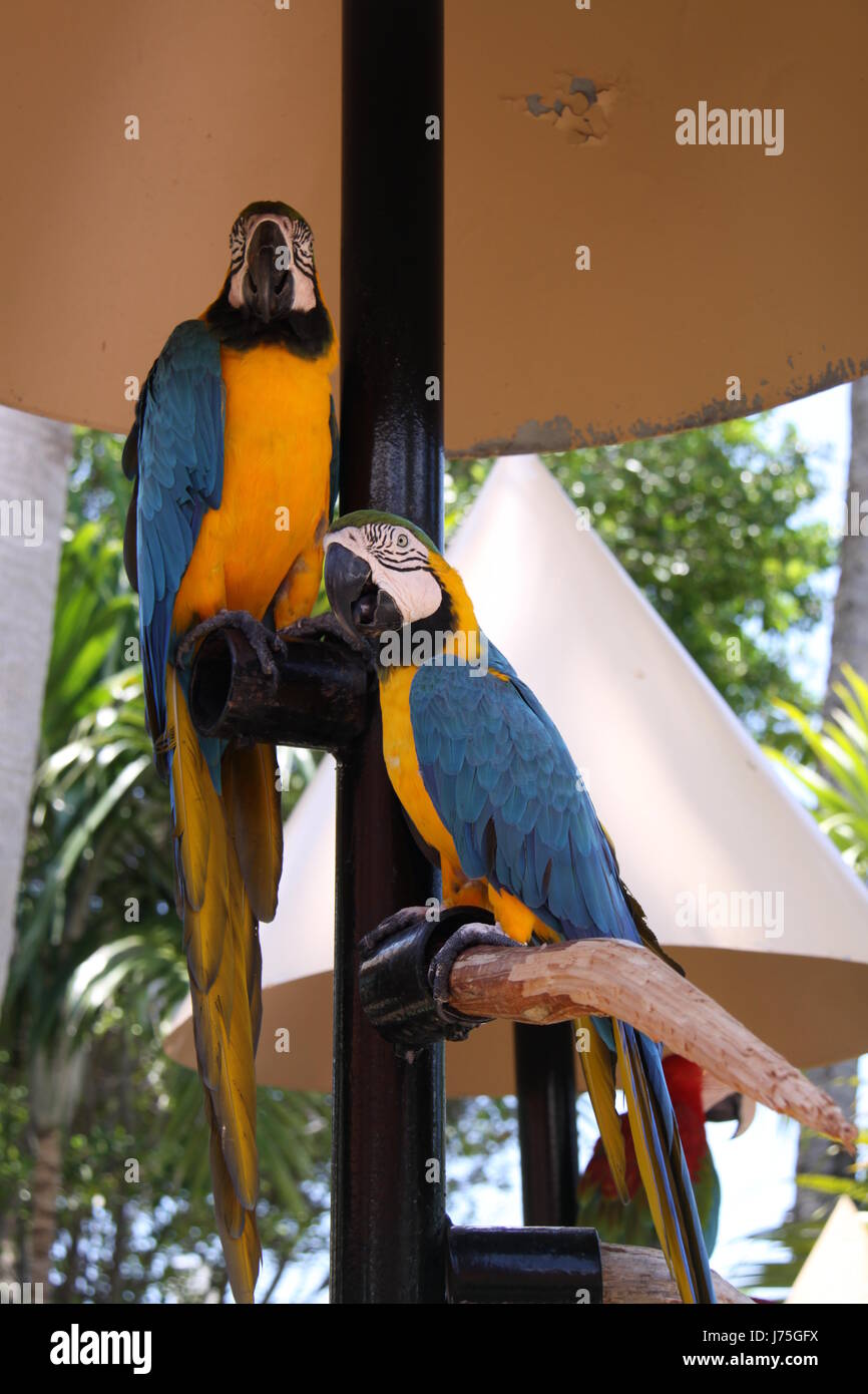 parrots in closeup Stock Photo - Alamy