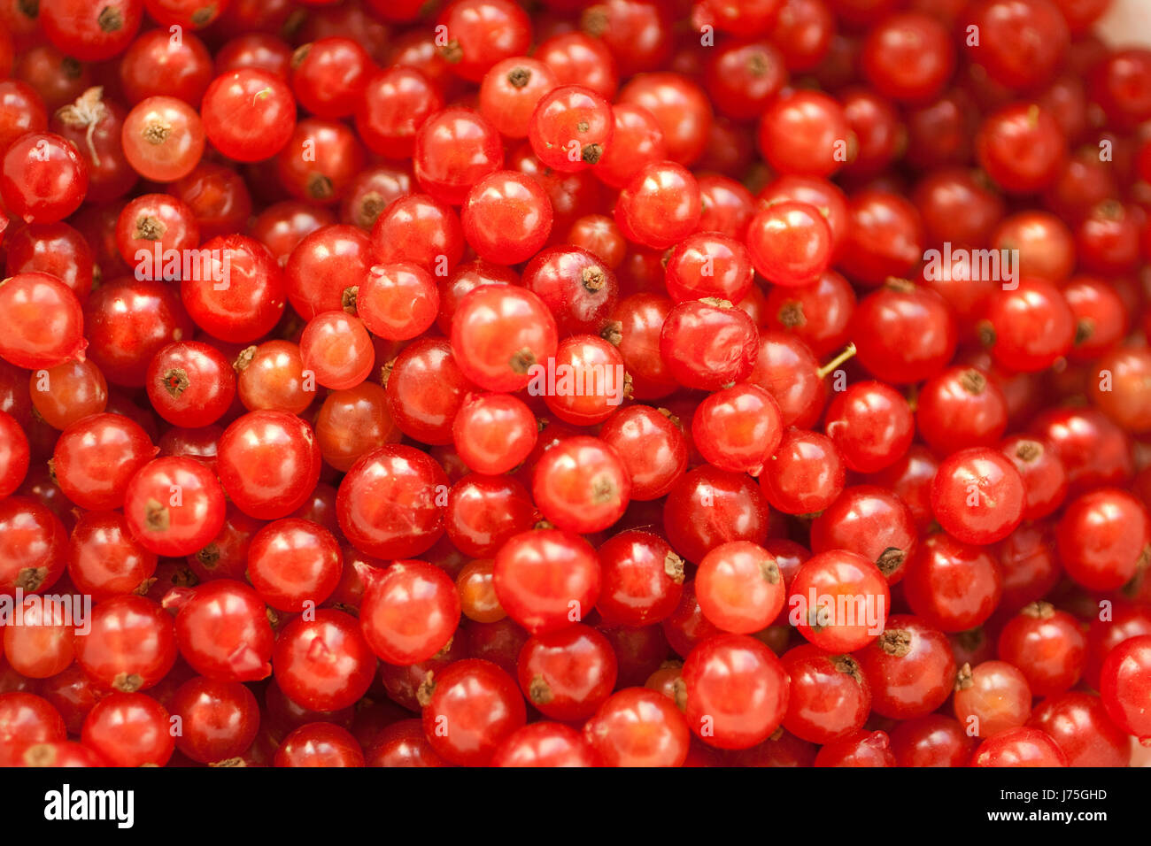 vitamins vitamines progenies fruits freshness fruit berries black currants Stock Photo