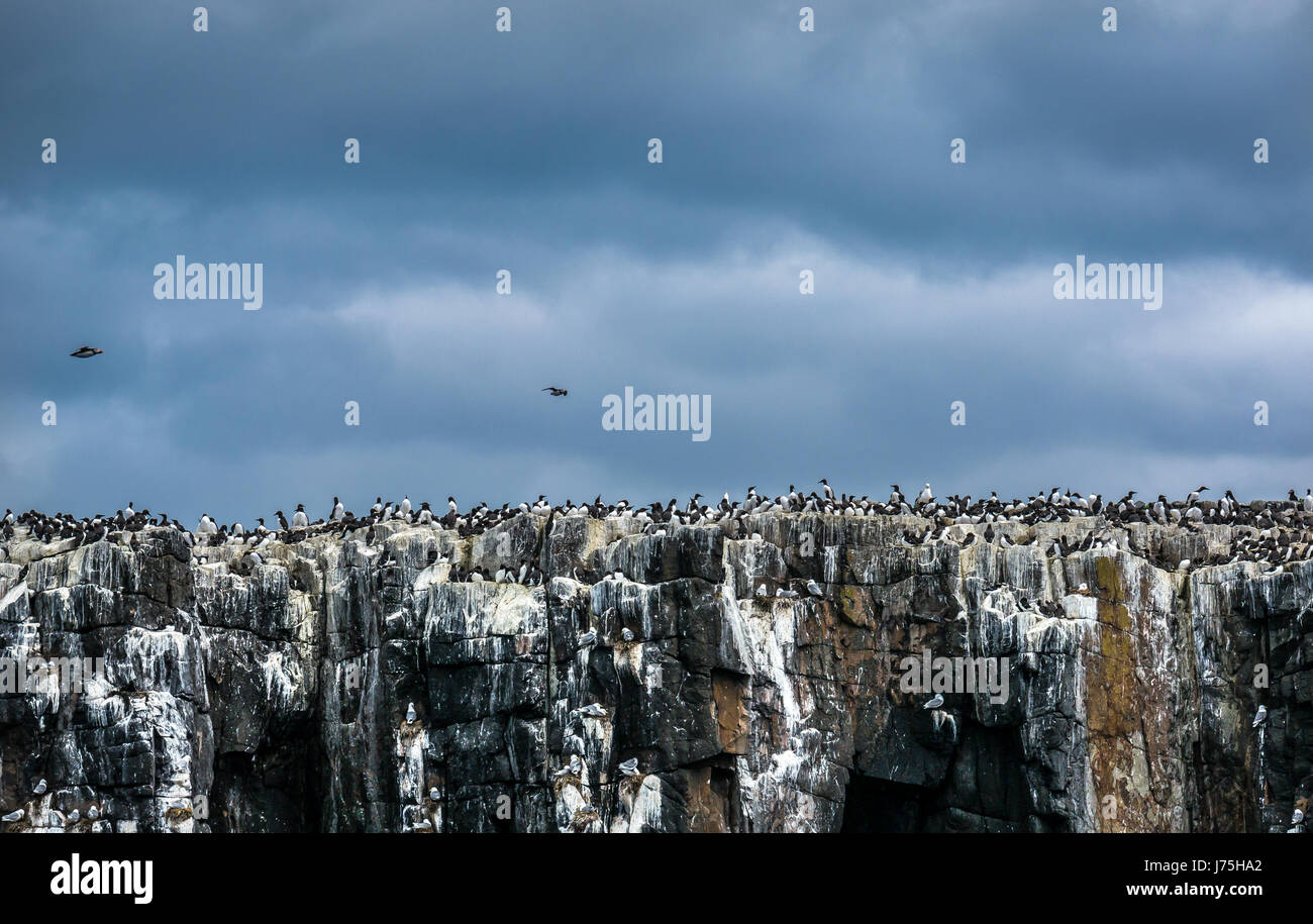 Seabirds nesting on cliff and rocks on Inner Farne, Farnes Islands, Northumberland, England, UK Stock Photo