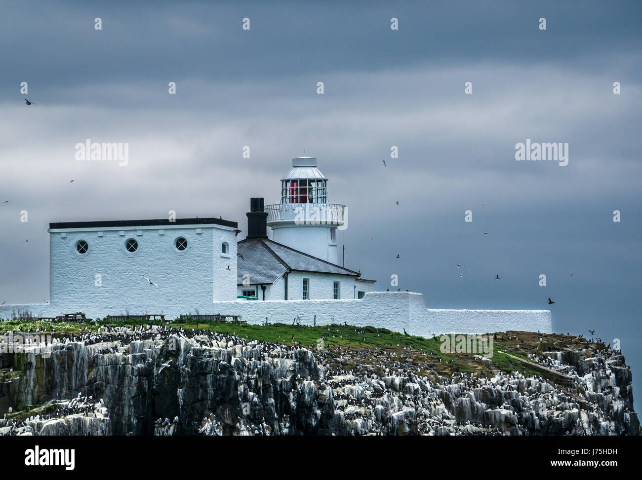 Lighthouse on Inner Farne, Farne Islands, Northumberland, England, UK, and seabirds nesting on rocks on cliff Stock Photo