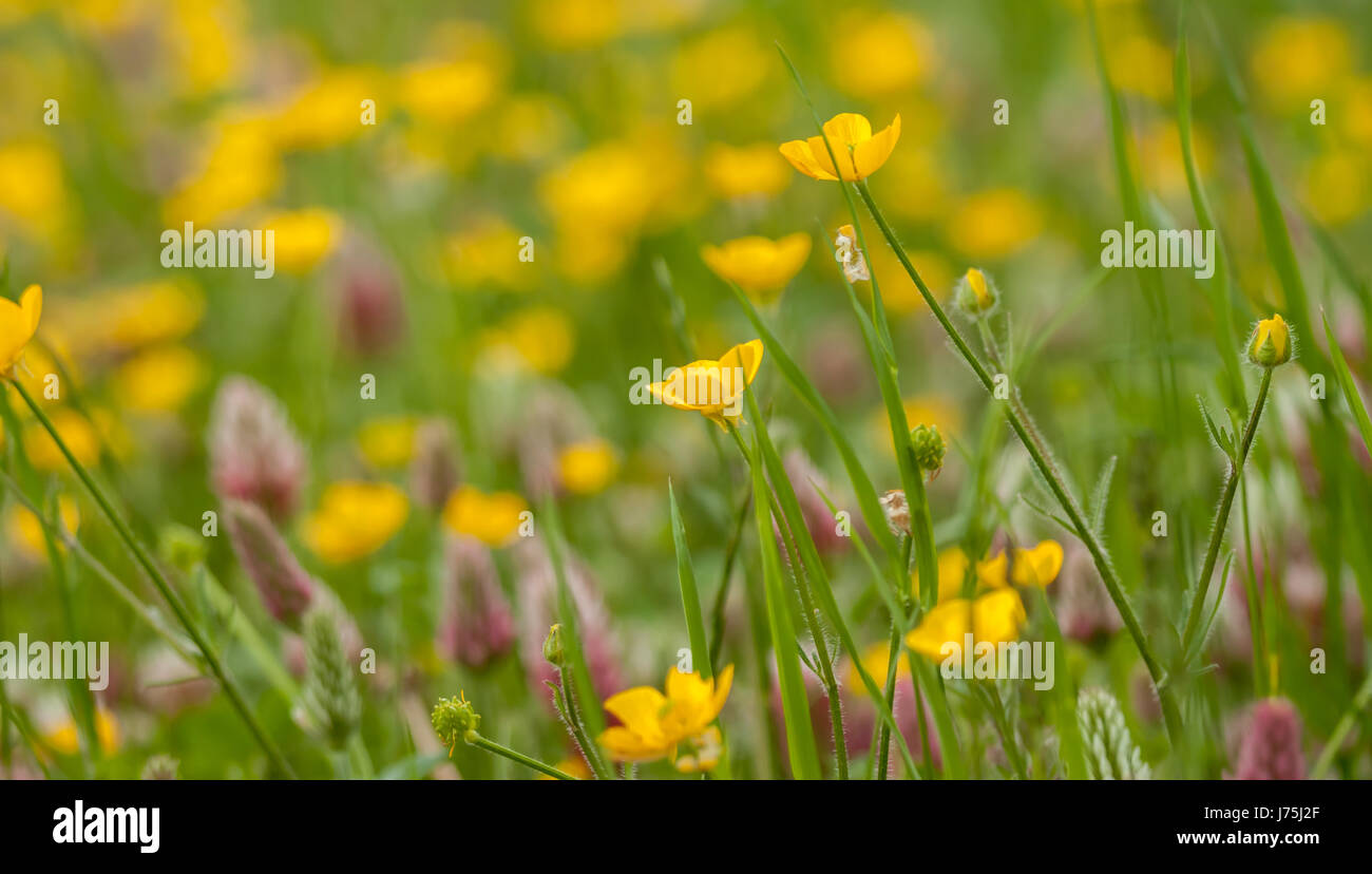 wild field flowers on green grass background Stock Photo - Alamy