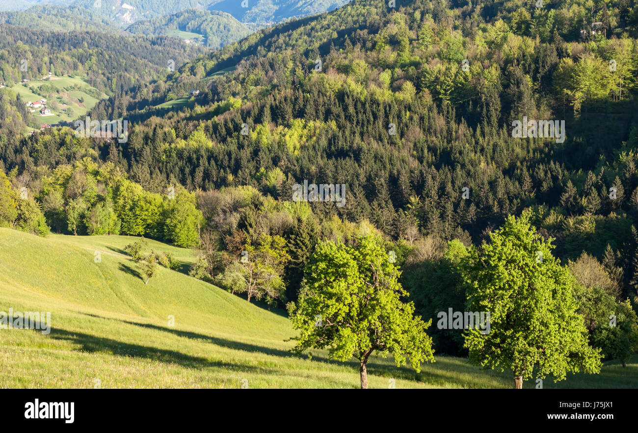 Green Forest Hill Landscape As a High Definition Panorama Stock Photo -  Image of nature, landscape: 199618368