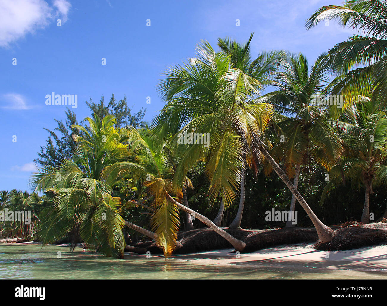 holiday vacation holidays vacations palms recuperation the South Seas dream Stock Photo