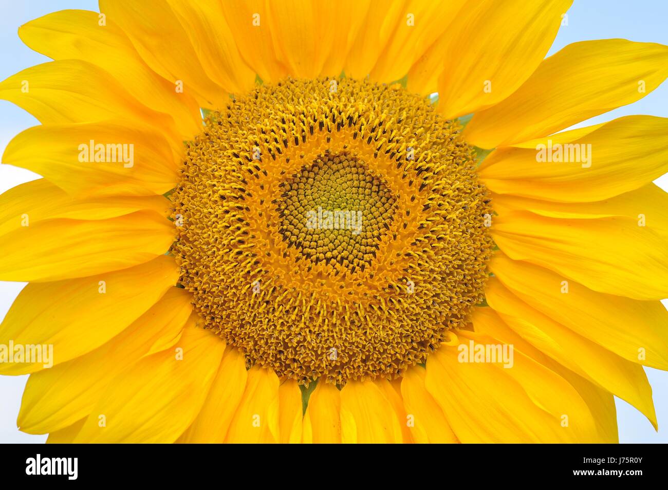 sunflower 118 888 160 Stock Photo