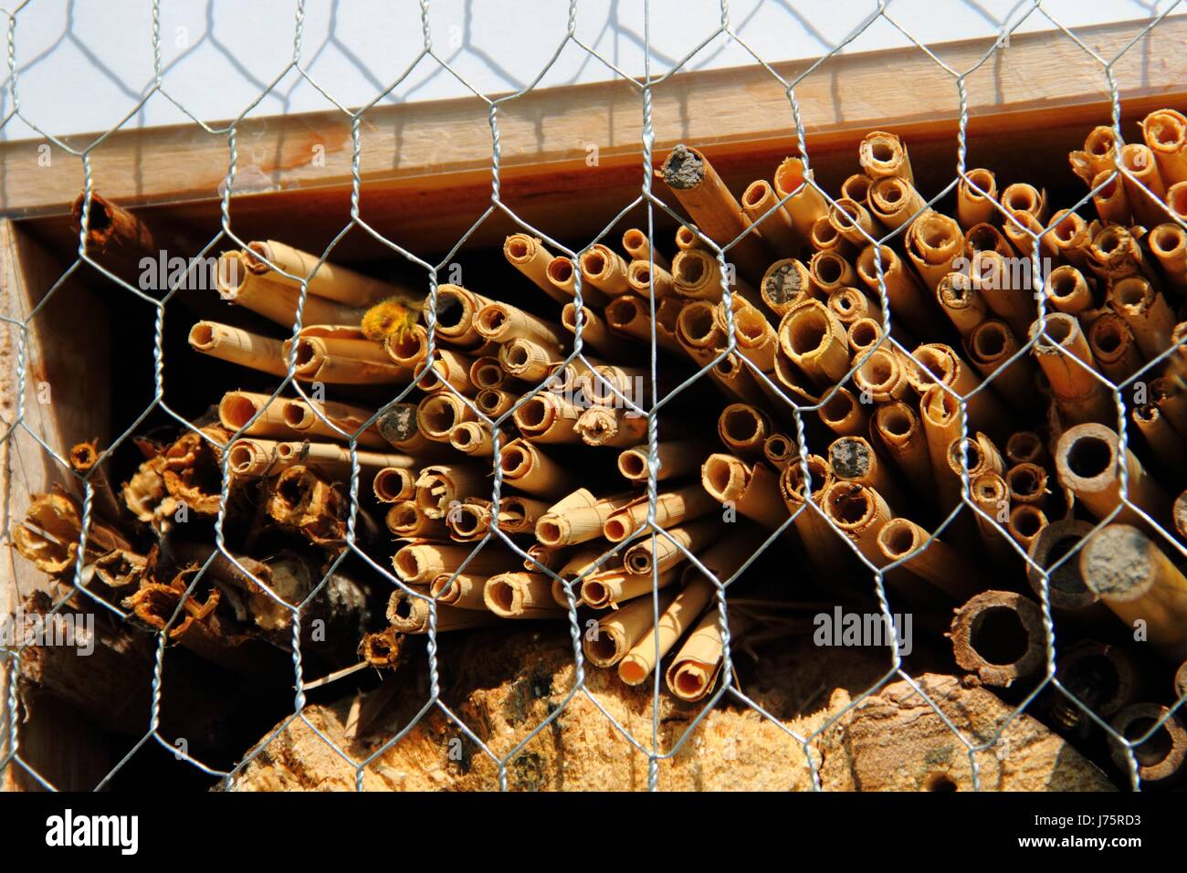 insektenhotel bienenhotel insekten stroh schilf rhricht insektenhotel Stock Photo