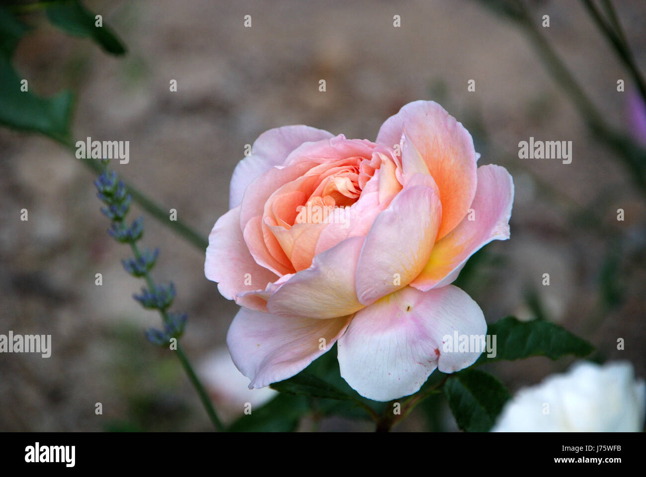 Apricot Roses High Resolution Stock Photography and Images Alamy