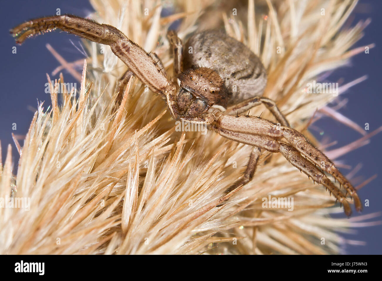 legs eyes fear attack krabbenspinne angriff angst tarnung 039039kleiene Stock Photo