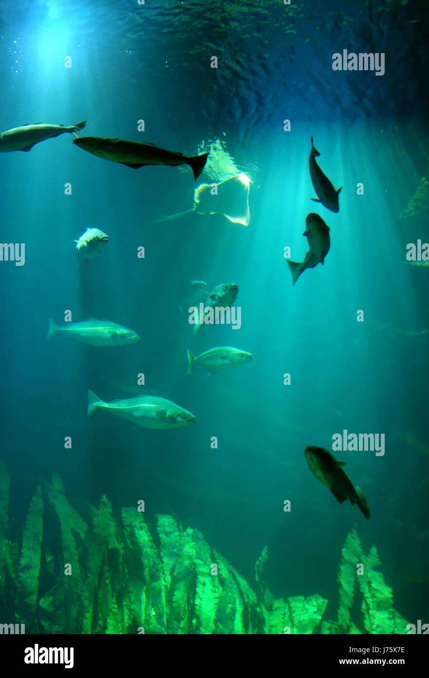 water north sea salt water sea ocean underwater dive pisces skate
