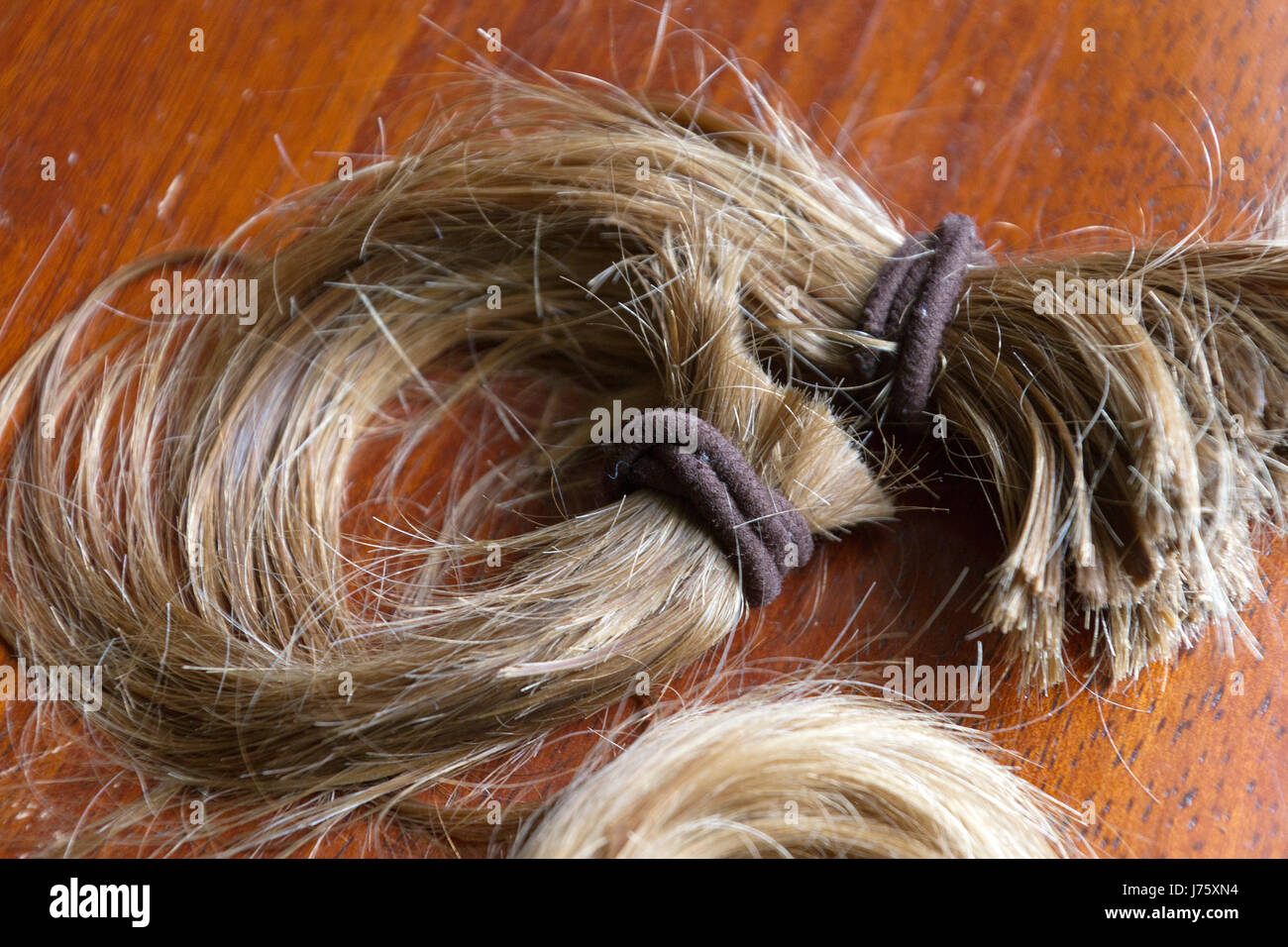 Close up of a thick, cut-off ponytail of long blond hair held together with brown hair ties Stock Photo