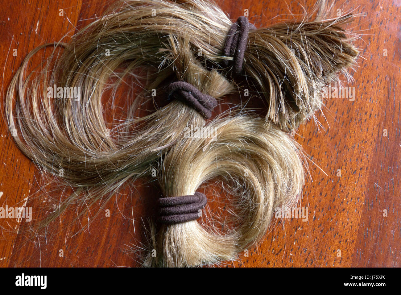 Close up of a thick, cut-off ponytail of long blond hair held together with brown hair ties Stock Photo