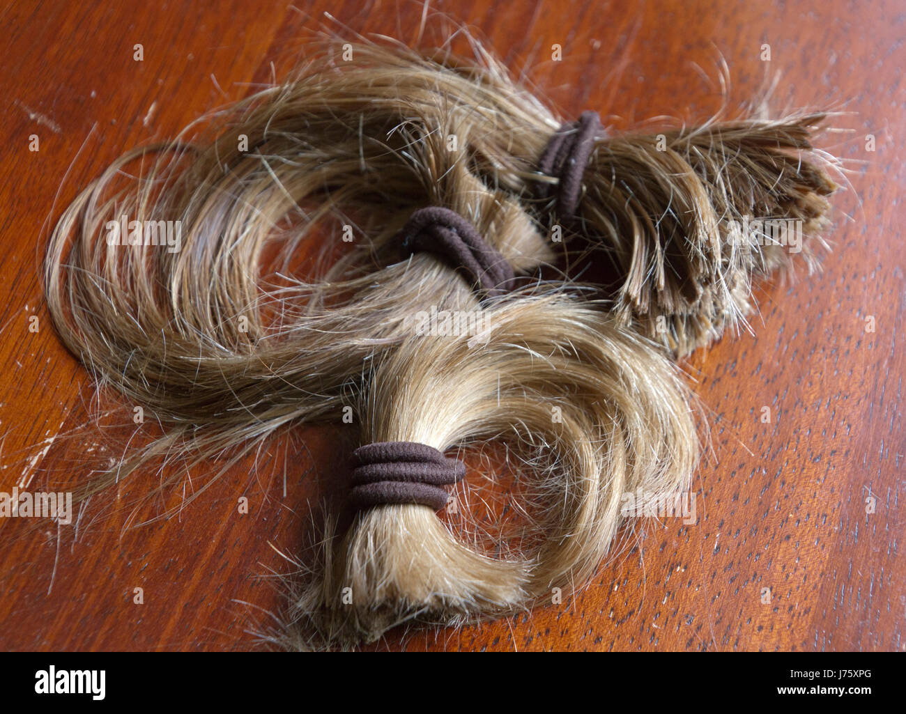 Close up of a thick, cut-off ponytail of long blond hair held together with brown hair ties, symbolic of a life change Stock Photo