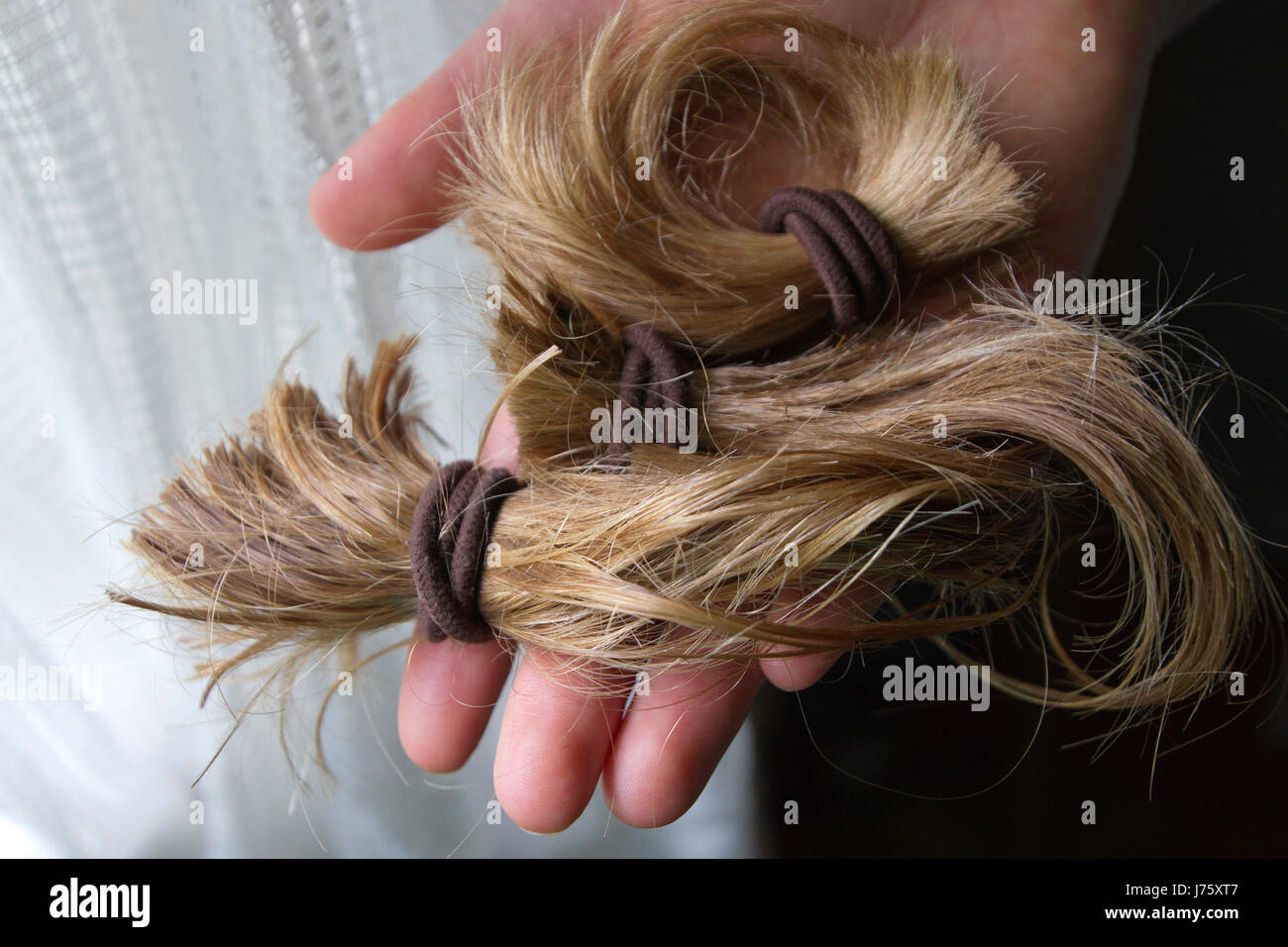 Close up of a hand holding a thick, cut-off blond ponytail in the light of a window consisting of long, beautiful tail of hair held together with hair Stock Photo