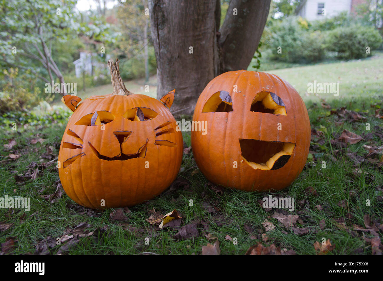 Two colorful Halloween Jack-o-lanterns with happy looking faces sit side by side in the autumn, leaf strewn grass. One is carved to look like a cat wi Stock Photo