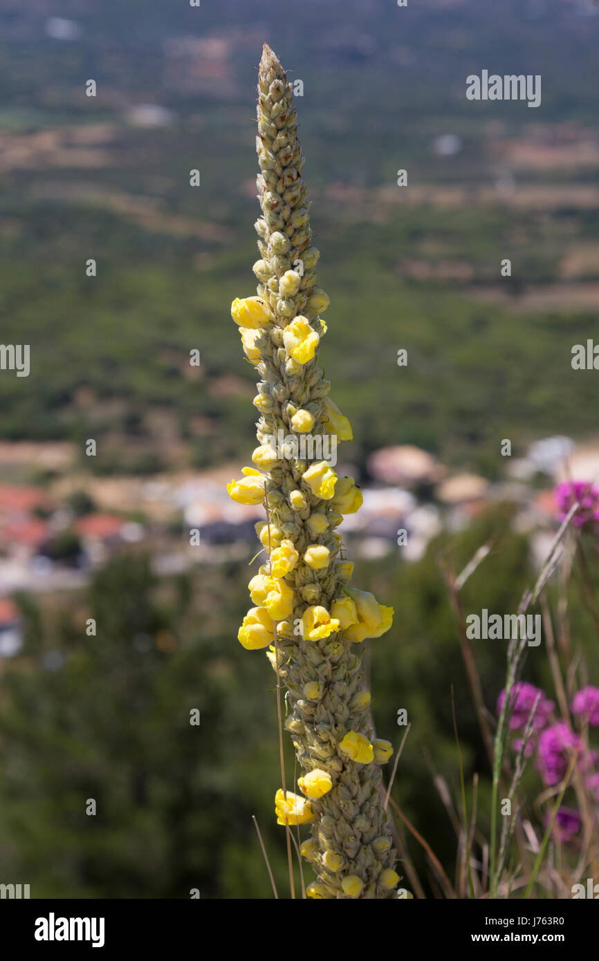 Great mullein (verbascum Thapsus) growing on the castle wall of St. George's Castle, Kastro, Kefalonia, Greece Stock Photo