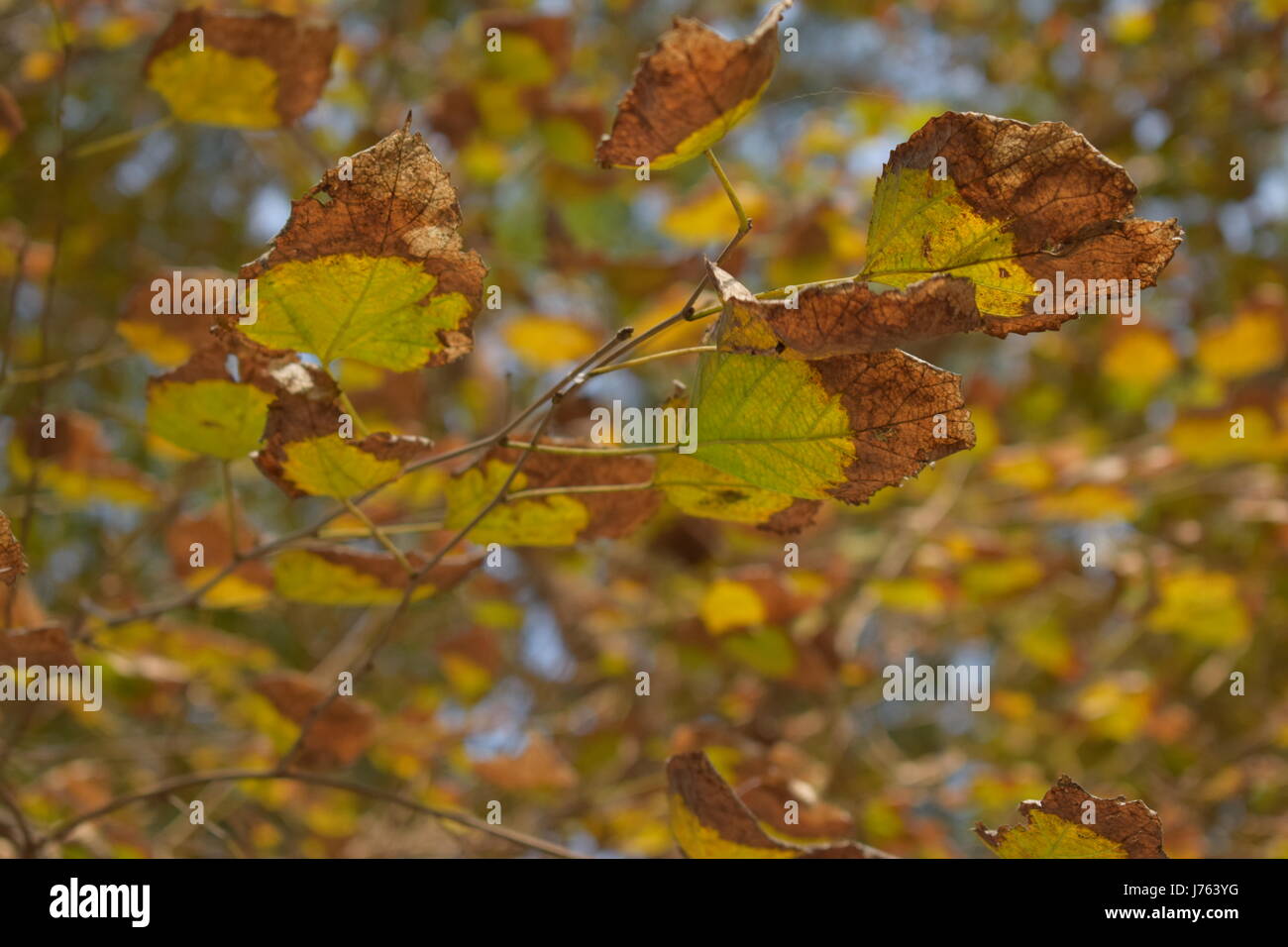 Leaves Wallpapers High Resolution Stock Photography and Images - Alamy