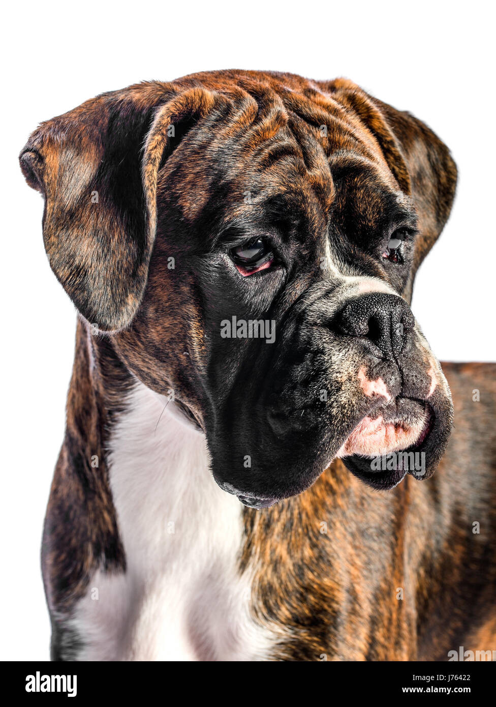 Why Do Boxer Dogs Grind Their Teeth
