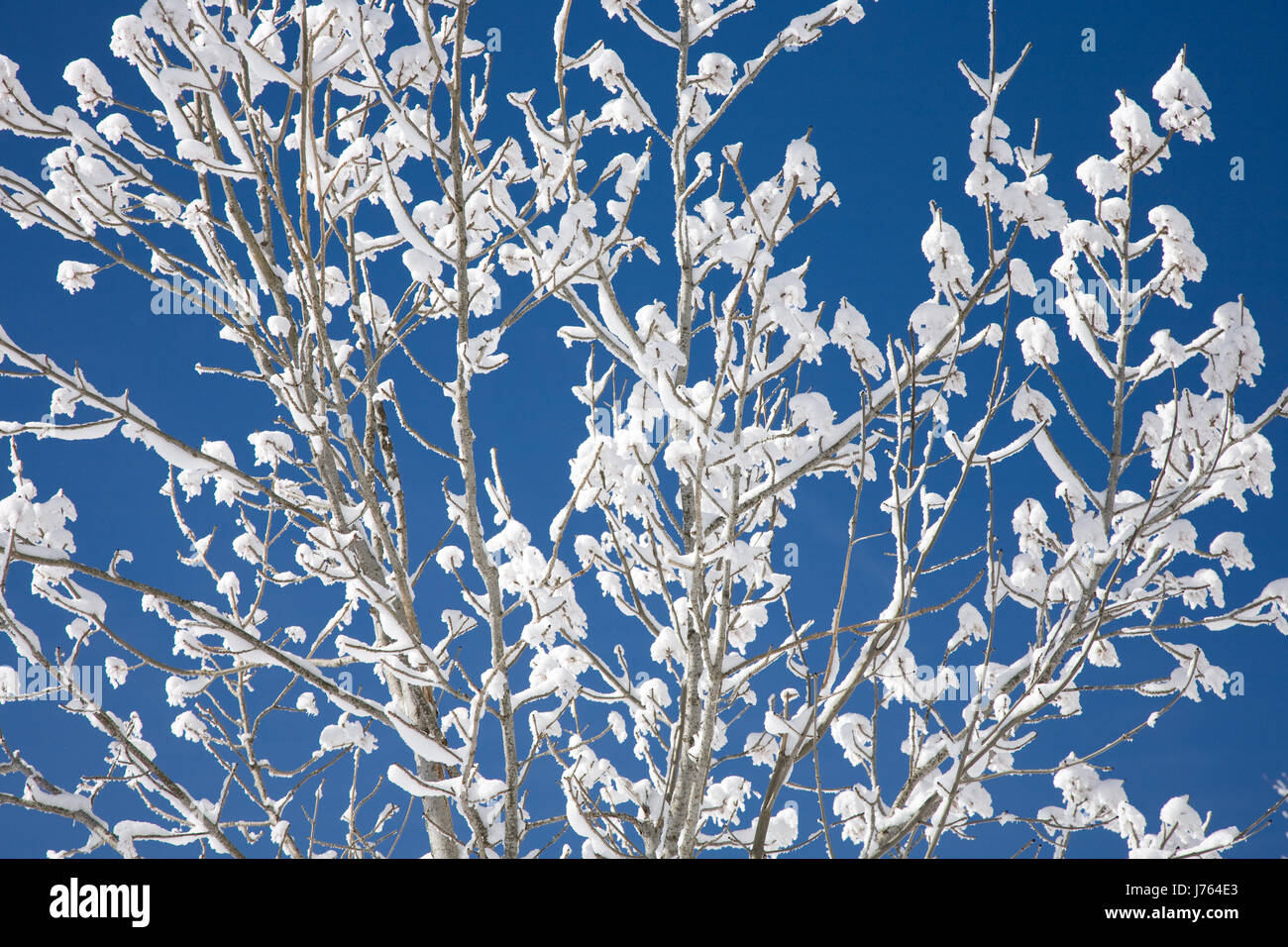 blue tree trees winter cold snowy ripe branches branch hoarfrost steel ...