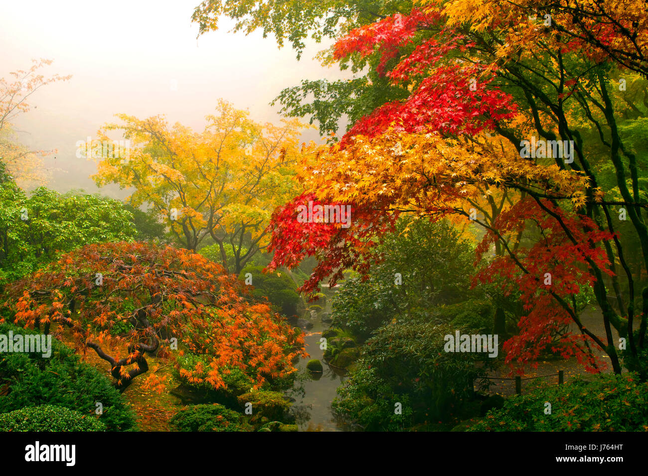 Red japanese maple tree stream hi-res stock photography and images - Alamy