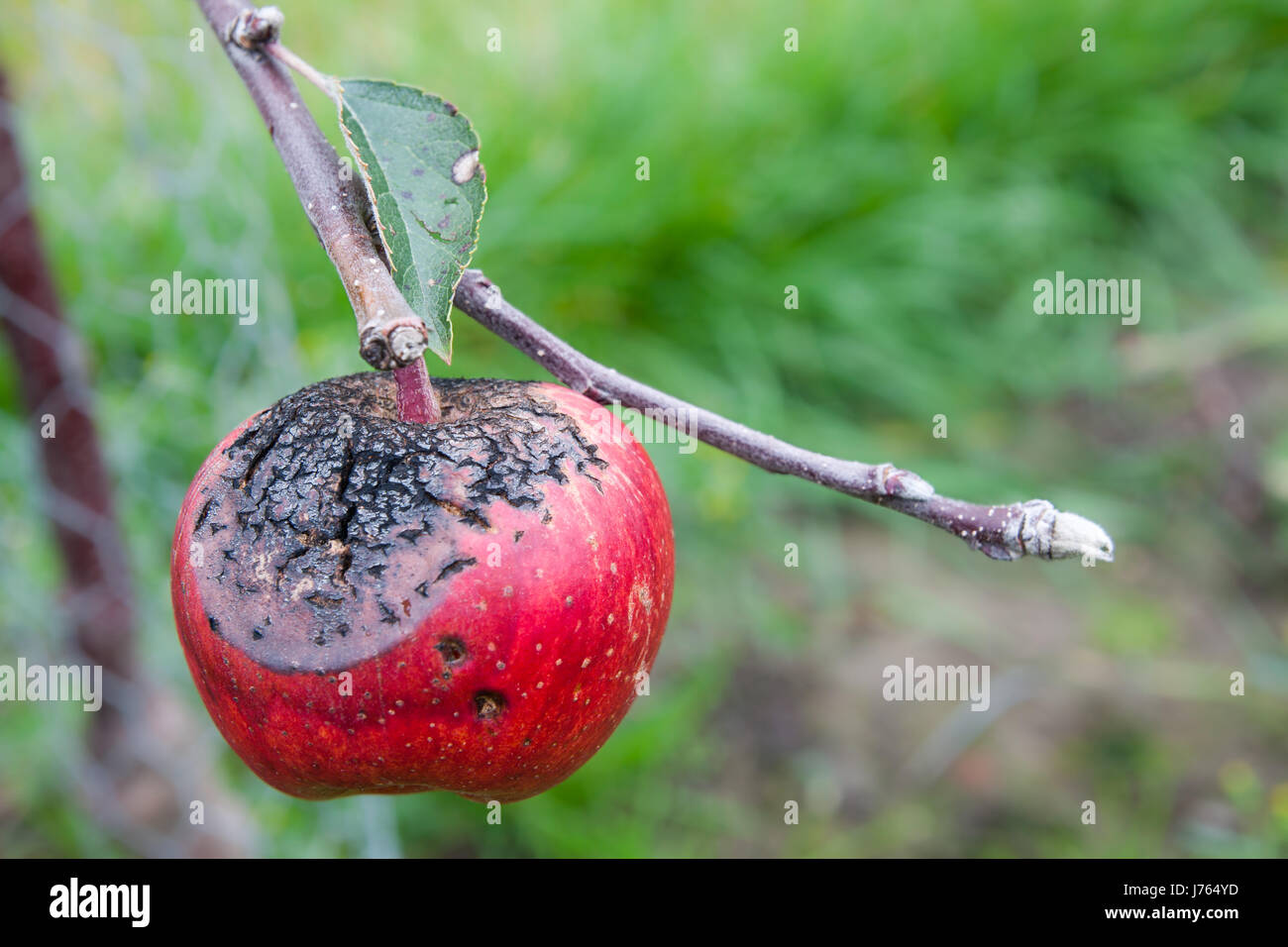 apples apple crack disease rot infection scab fissure illness sickness leaf Stock Photo