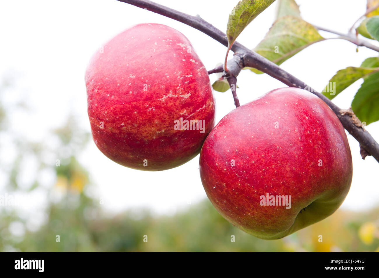 ripe fruit apples apple desire orchard fresh healthy leaf tree green summer Stock Photo