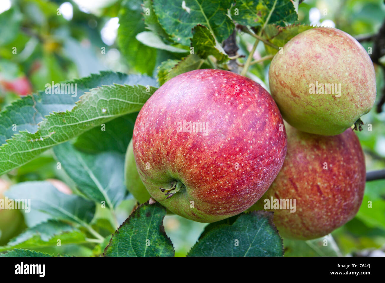 ripe fruit immature infantile childish desire orchard apple fresh healthy leaf Stock Photo