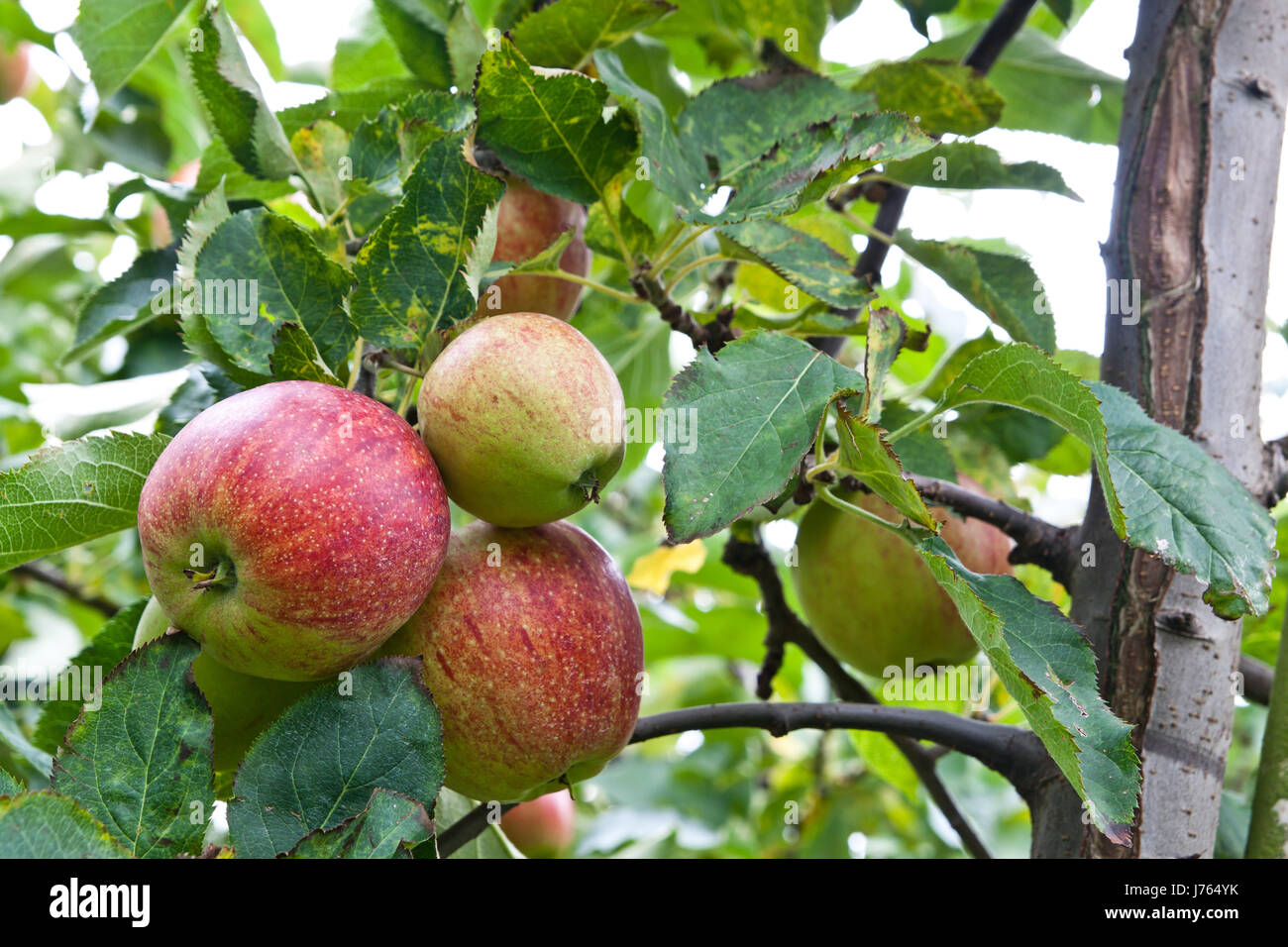 tree ripe fruit immature infantile childish orchard apple fresh healthy leaf Stock Photo