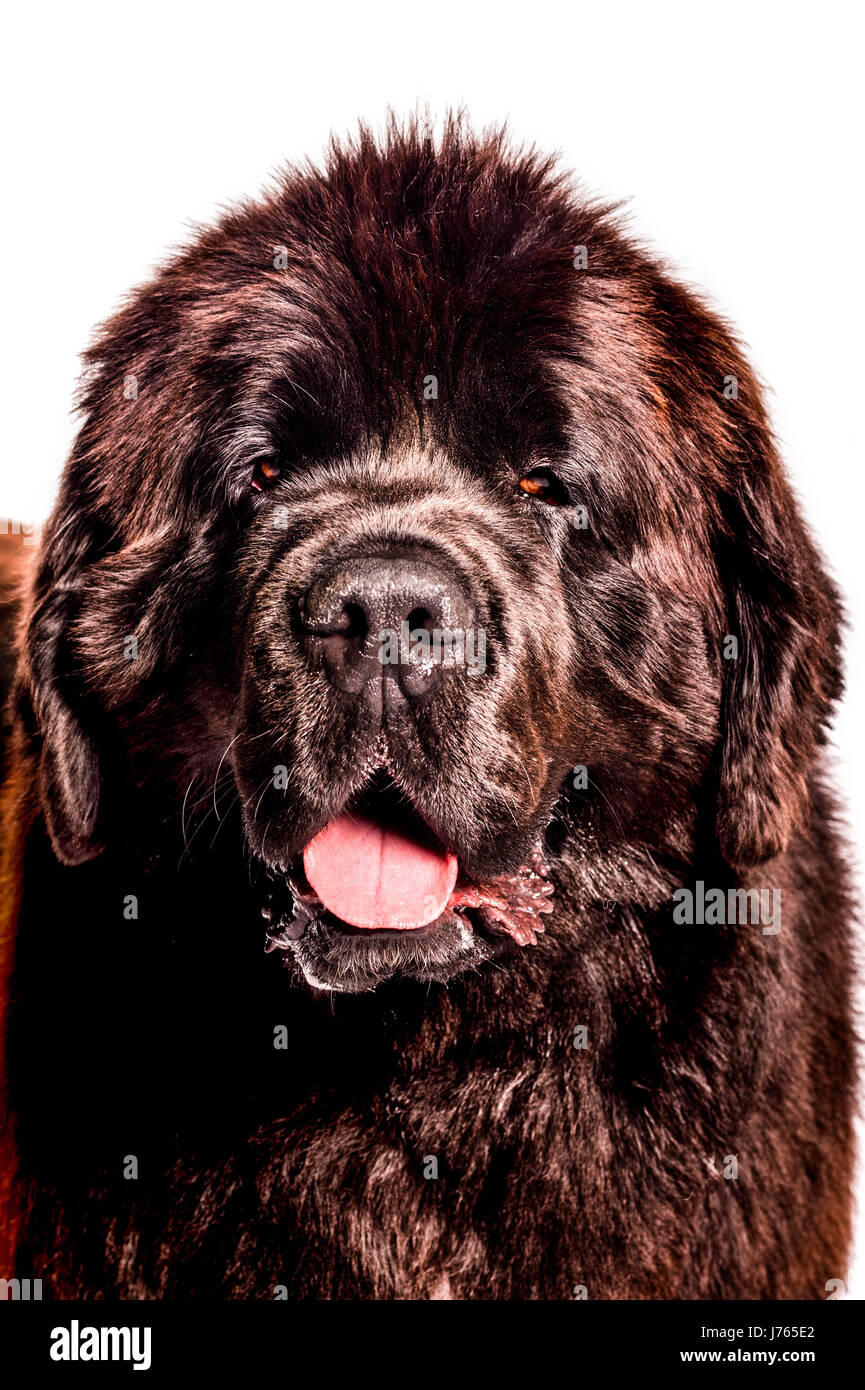 Portrait of a newfoundland on a white background Stock Photo