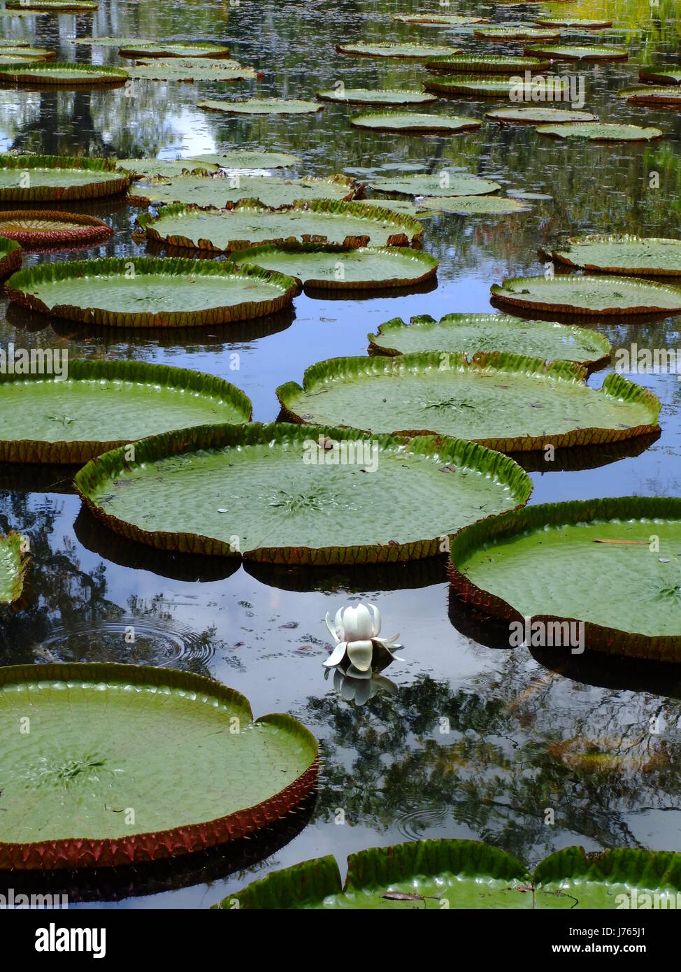 Victoria regia hi-res stock photography and images - Page 13 - Alamy