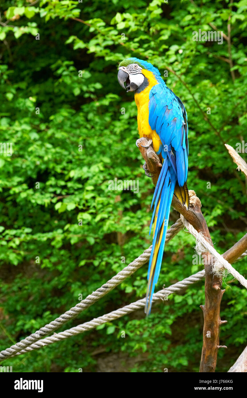 animal bird branch outdoor wildlife parrot blue beautiful beauteously nice Stock Photo
