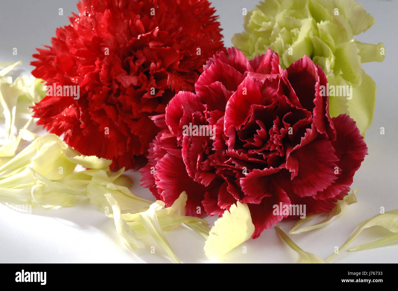 flower plant carnation flora blossoms scent petal smell peel off fragrance Stock Photo Alamy