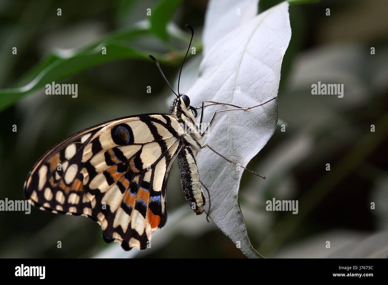 Beige insect hi-res stock photography and images - Alamy